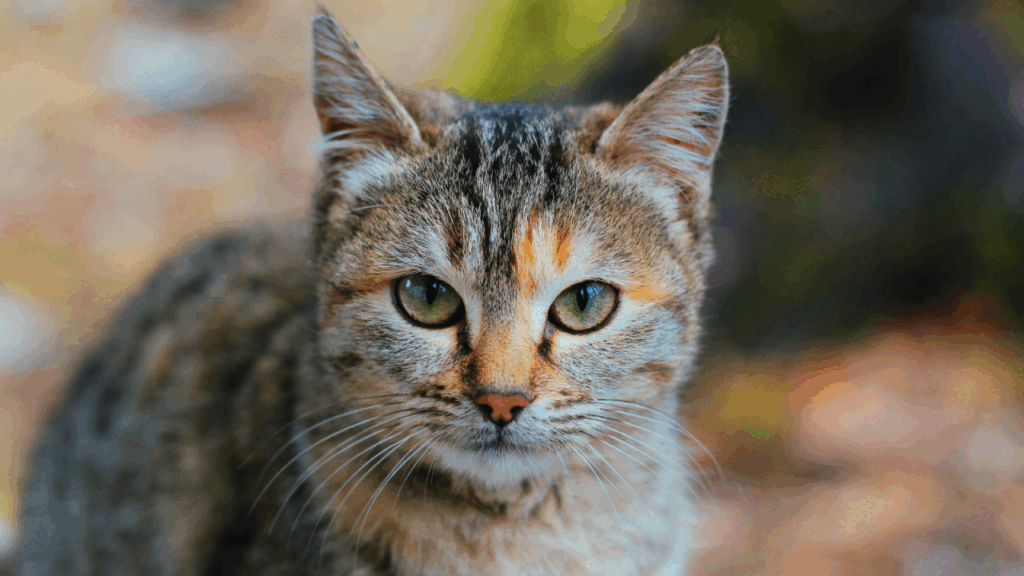 Close-up of a tabby cat with striking green eyes and a mix of orange and brown fur on its face.