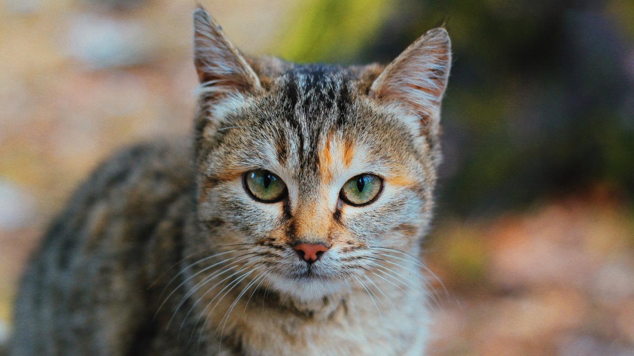 Close-up of a tabby cat with striking green eyes and a mix of orange and brown fur on its face.