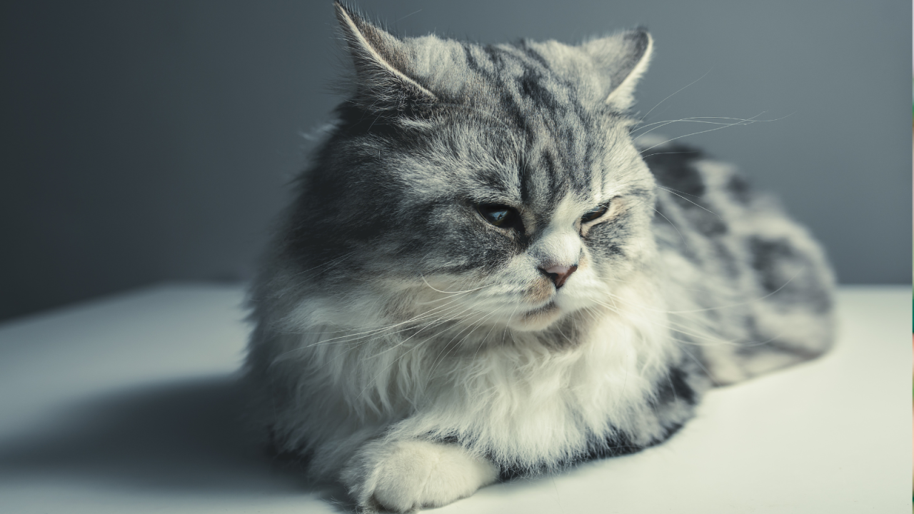 Fluffy gray and white cat with long fur, resting and looking to the side.