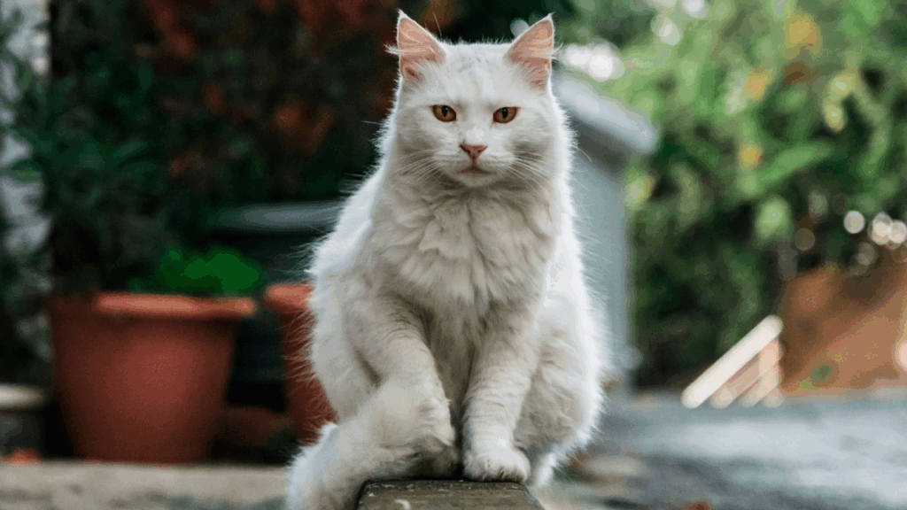 Fluffy white cat sitting on a narrow ledge with its paws together, looking directly at the camera.
