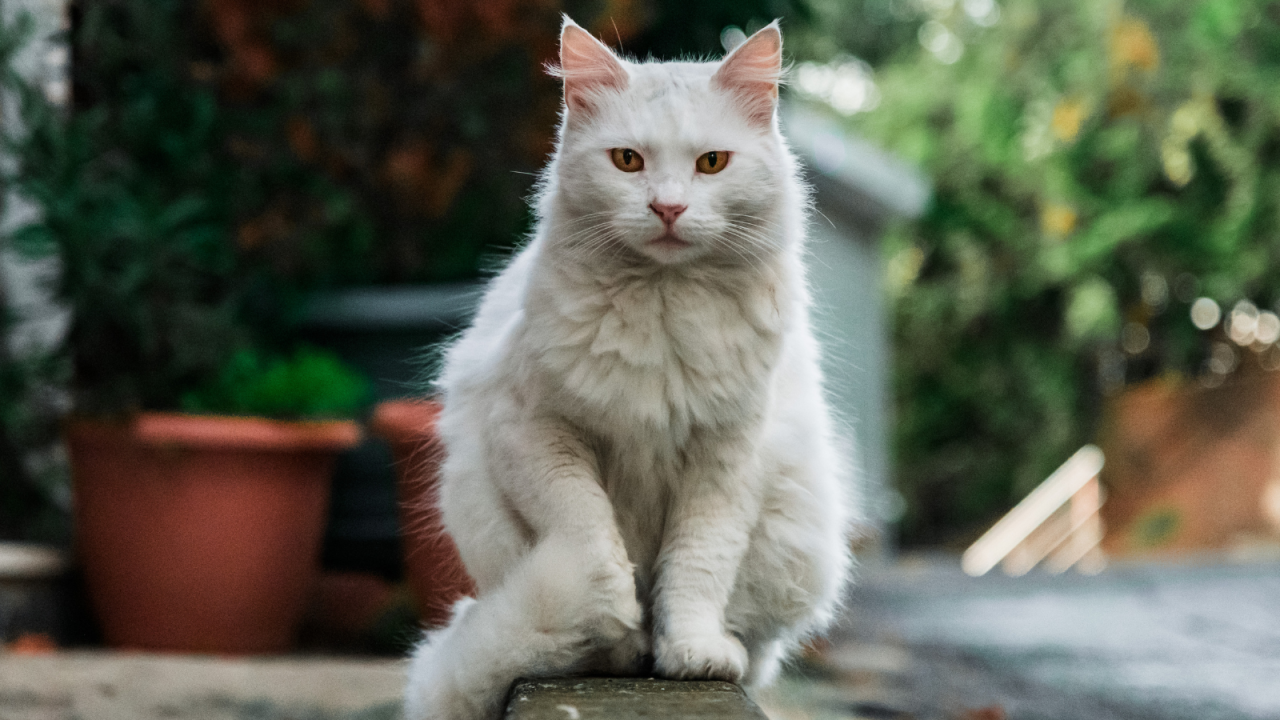 Fluffy white cat sitting on a narrow ledge with its paws together, looking directly at the camera.