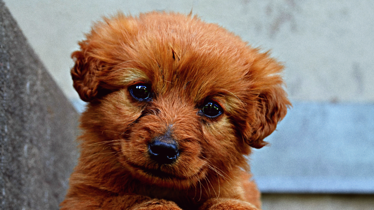 Close-up of a fluffy, ginger-colored puppy gazing forward with shiny, expressive eyes.