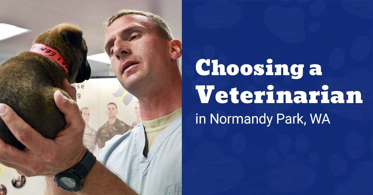 A man in medical scrubs holds a small puppy with a pink collar, looking closely at it.