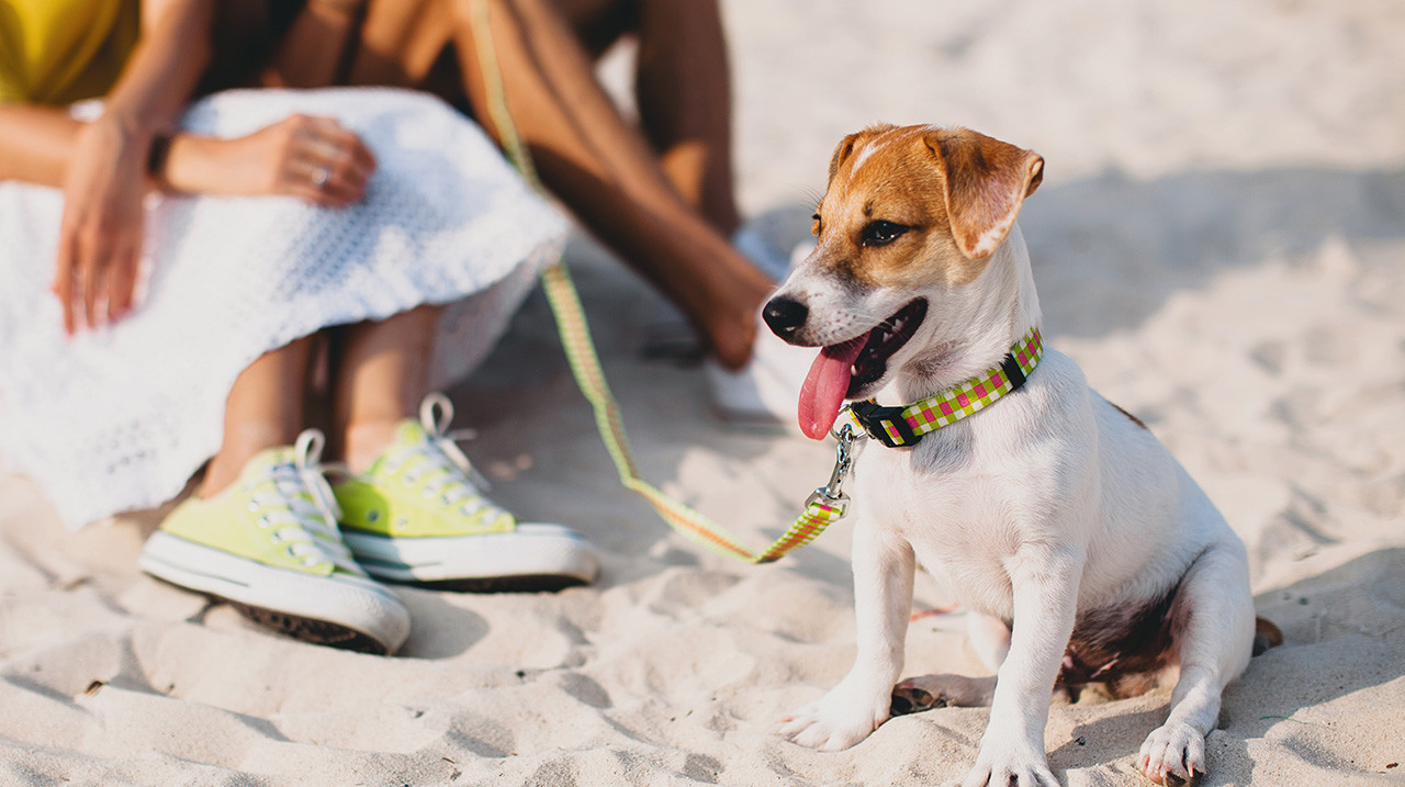 A small dog with a checkered collar sits on the sand, tongue out, near a person wearing neon green sneakers.