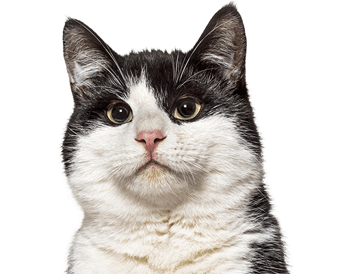 A black and white cat with a round face and wide eyes looking directly at the viewer.