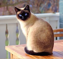 A Siamese cat with blue eyes sits on a wooden table, looking directly at the viewer.