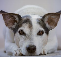 A white and black dog lying down, ears perked up, with a relaxed, attentive expression.