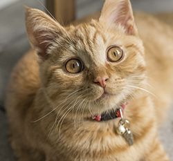 A ginger tabby cat with a collar and wide eyes looks up attentively.