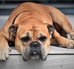 A brown bulldog lies on the floor, gazing forward with a relaxed expression.