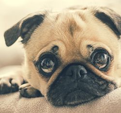 A cute pug lying down with its head resting on a soft surface, gazing upwards with big, round eyes.