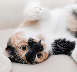 Calico cat lying on its back, looking directly at the viewer with wide amber eyes.