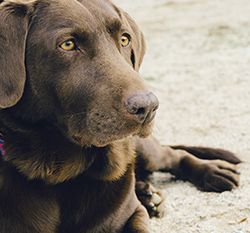 A chocolate Labrador Retriever lying down, gazing attentively to the side.