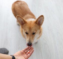 A corgi sniffs or licks a hand holding two pills on a light-colored floor.