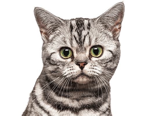 Close-up of a gray tabby cat with green eyes, staring forward with perked ears.