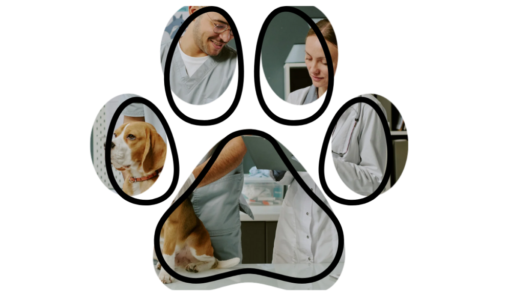 Veterinarians examining a beagle on a table, shown through paw-shaped cutouts.