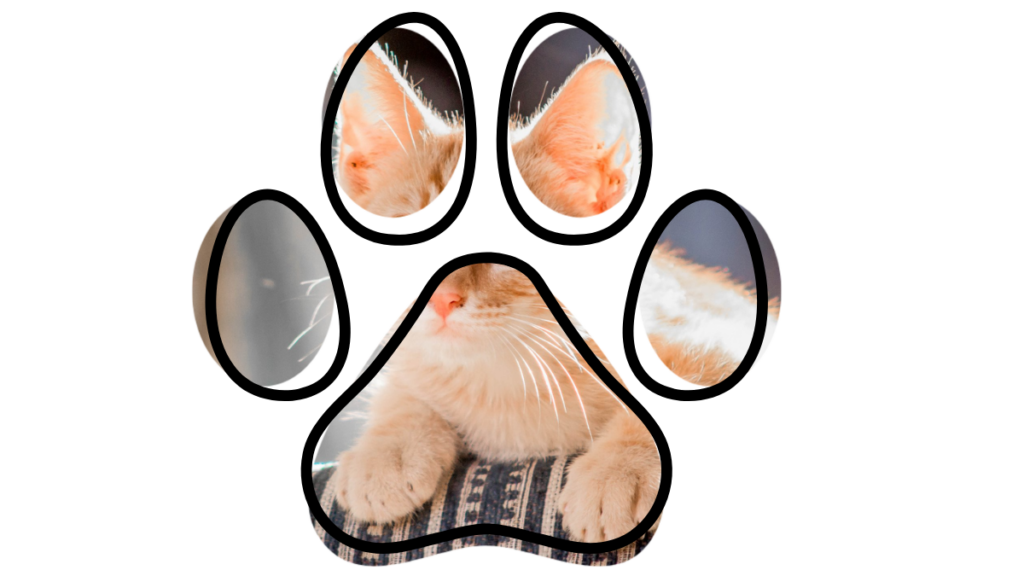 A ginger kitten's face and paws framed within a paw-shaped cutout.