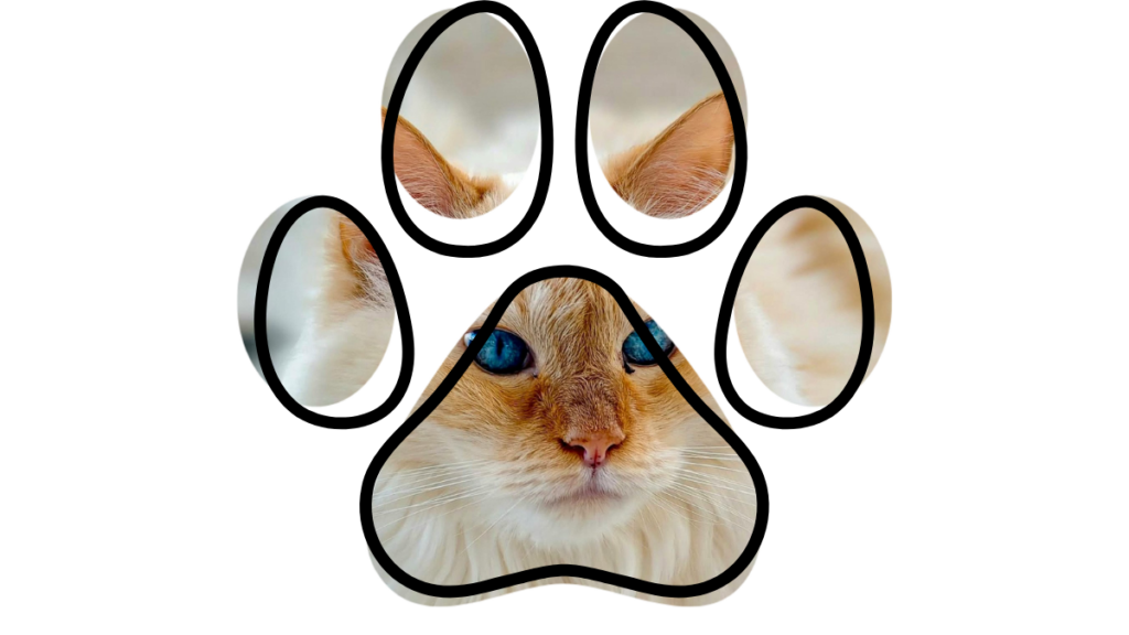 A fluffy cat with blue eyes seen through the shape of a paw print.
