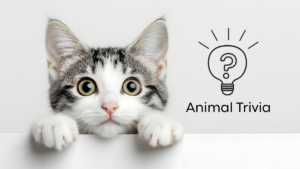 Tabby kitten peeking over a ledge next to a lightbulb icon with a question mark and "Animal Trivia" text.