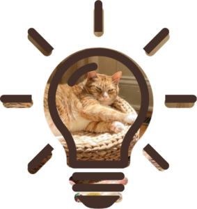 Senior Pet Care grooming routine for a cat at Burien Veterinary Hospital in Burien WA