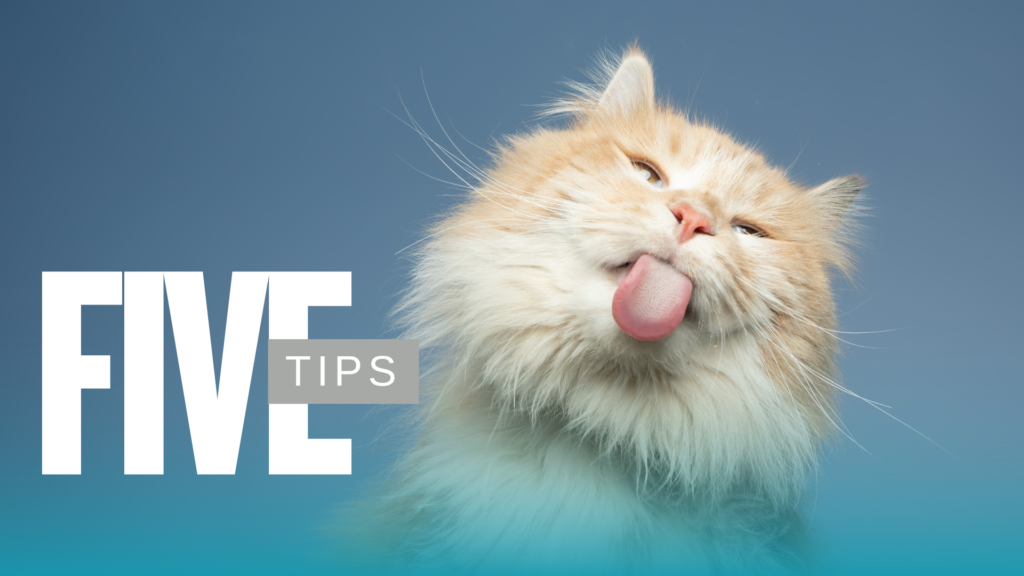 Senior Pet Care exam for a dog at Burien Veterinary Hospital in Burien WA