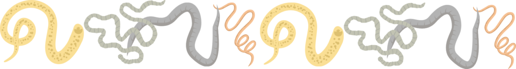 Veterinarian checking a dog for fleas and ticks during a parasite exam at Burien Veterinary Hospital in Burien for dogs and cats