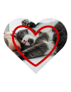 Preventive vet services in Burien, WA at Burien Veterinary Hospital for dogs and cats