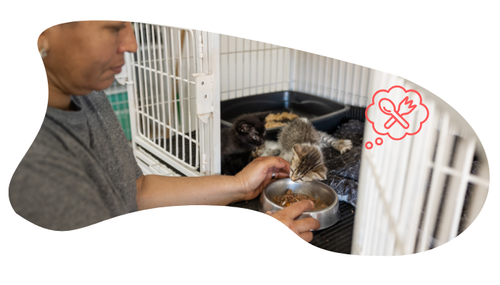 Shelter pet receiving care at Burien Veterinary Hospital in Burien after adoption
