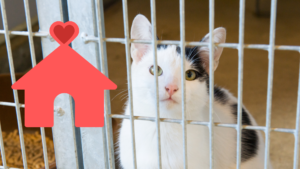 Family adopting a shelter pet in Burien with support from Burien Veterinary Hospital