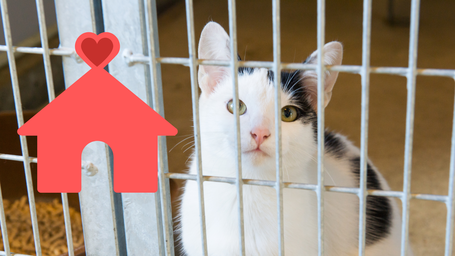 Family adopting a shelter pet in Burien with support from Burien Veterinary Hospital