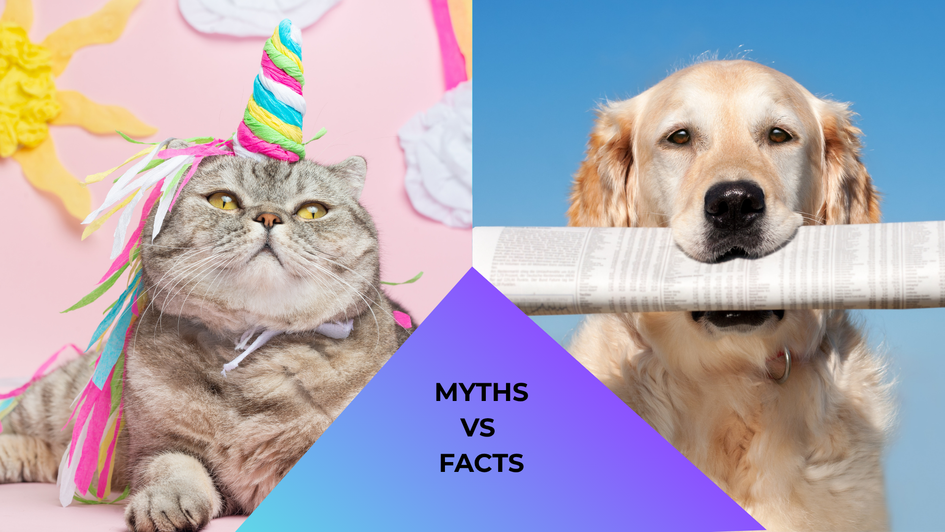A cat dressed like a unicorn and a dog holding a newspaper to represent animal care myths versus facts