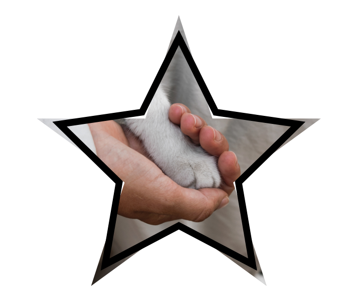 Aperson gently holding a cat's paw, like how gentle veterinary care can be found a Burien Veterinary Hospital