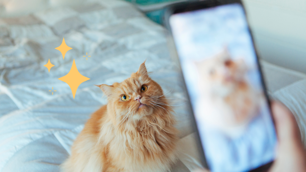 Taking pet photo of an orange cat at Burien Veterinary Hospital in Burien, WA