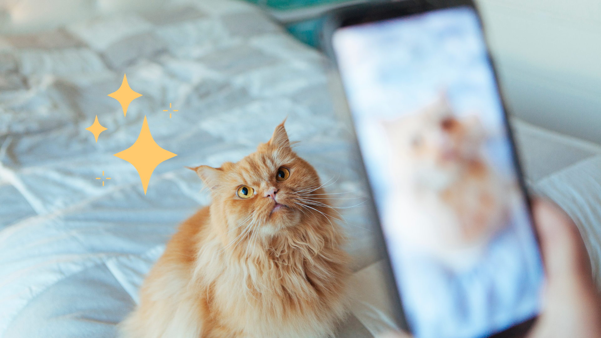 Taking pet photo of an orange cat at Burien Veterinary Hospital in Burien, WA
