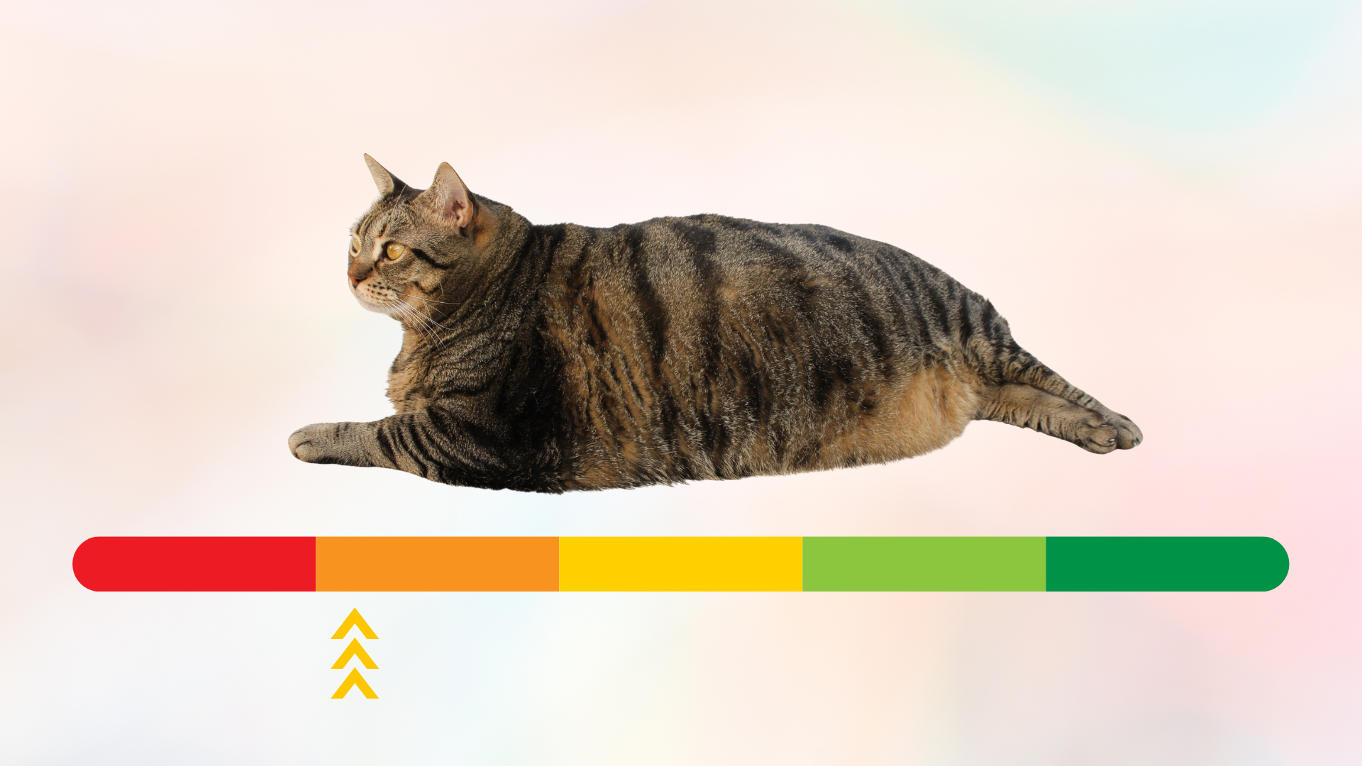 Overweight cat body above a scale going from red to green from Burien Veterinary Hospital