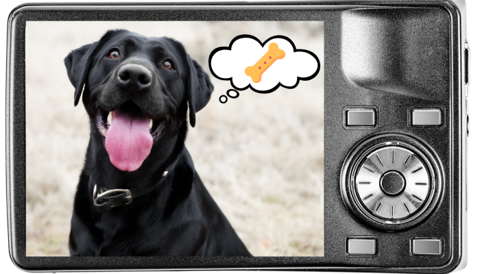 Taking pet photo of a dog watching a treat at Burien Veterinary Hospital in Burien, WA