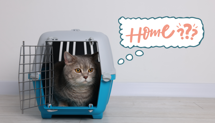 Cat sitting in a pet carrier while adjusting to a new home with Burien Veterinary Hospital in Burien, WA