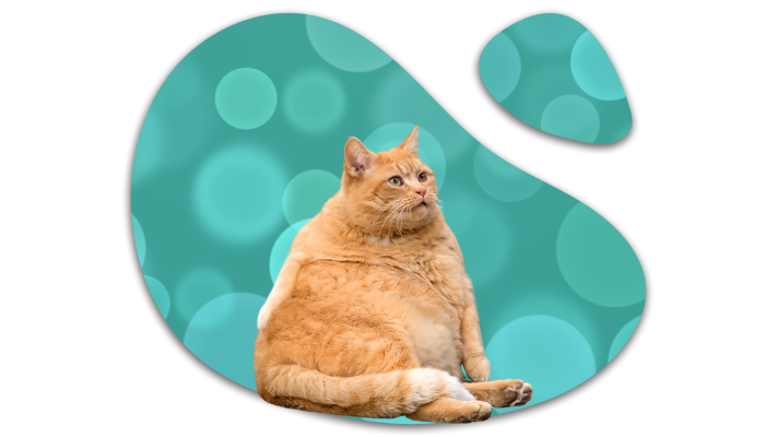 Overweight orange cat representing weight concerns in Burien, WA