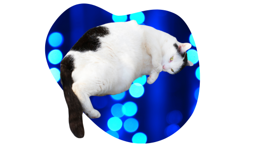 Overweight black and white cat that needs weight management from Burien Veterinary Hospital in Burien, WA